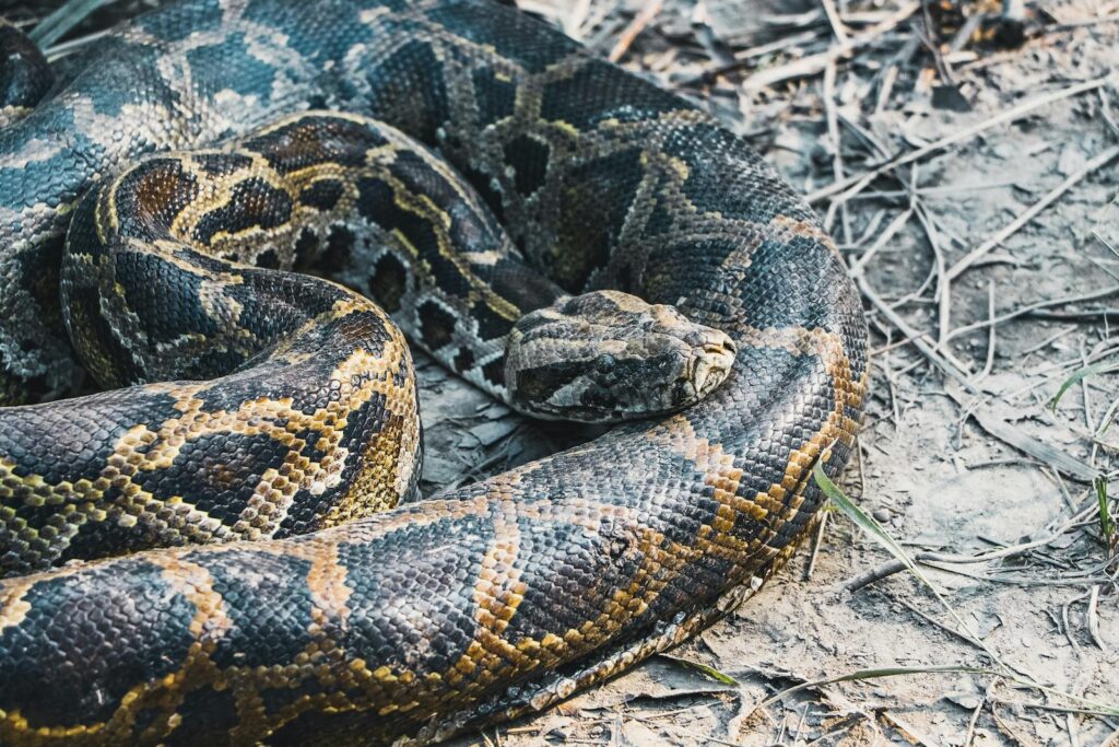 Detailed image of a Burmese python (Python bivittatus) in its natural environment.