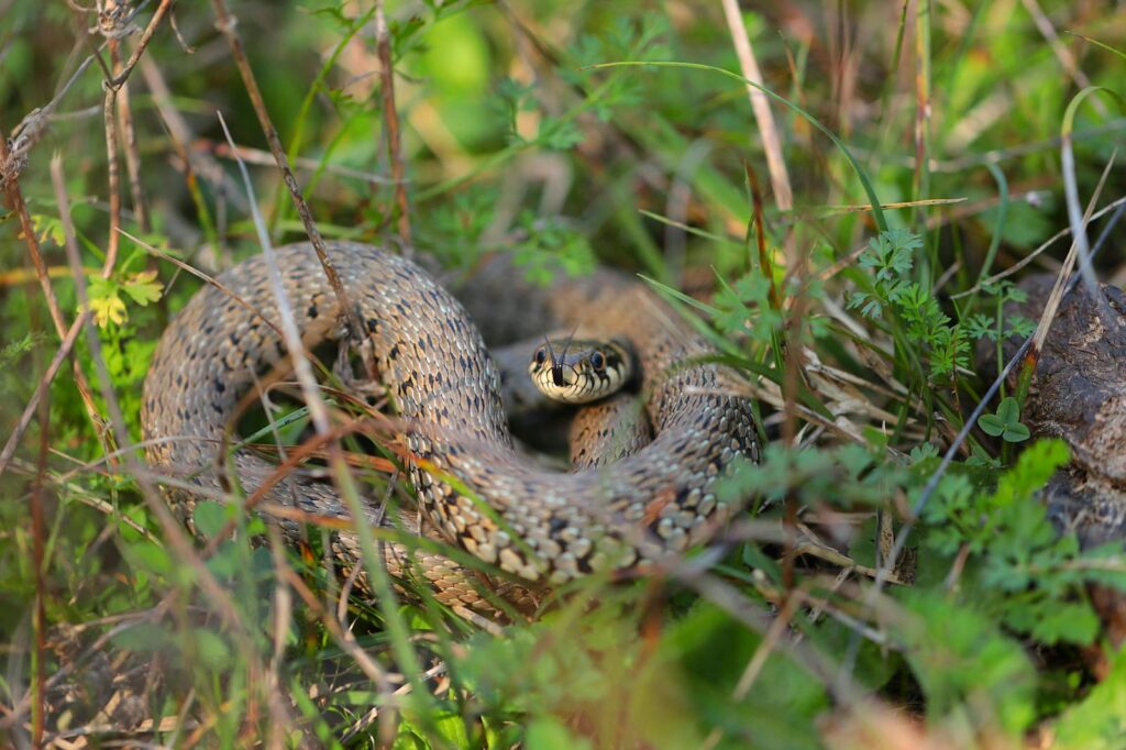 Detailed image of a grass snake nestled in the greenery of Istanbul.