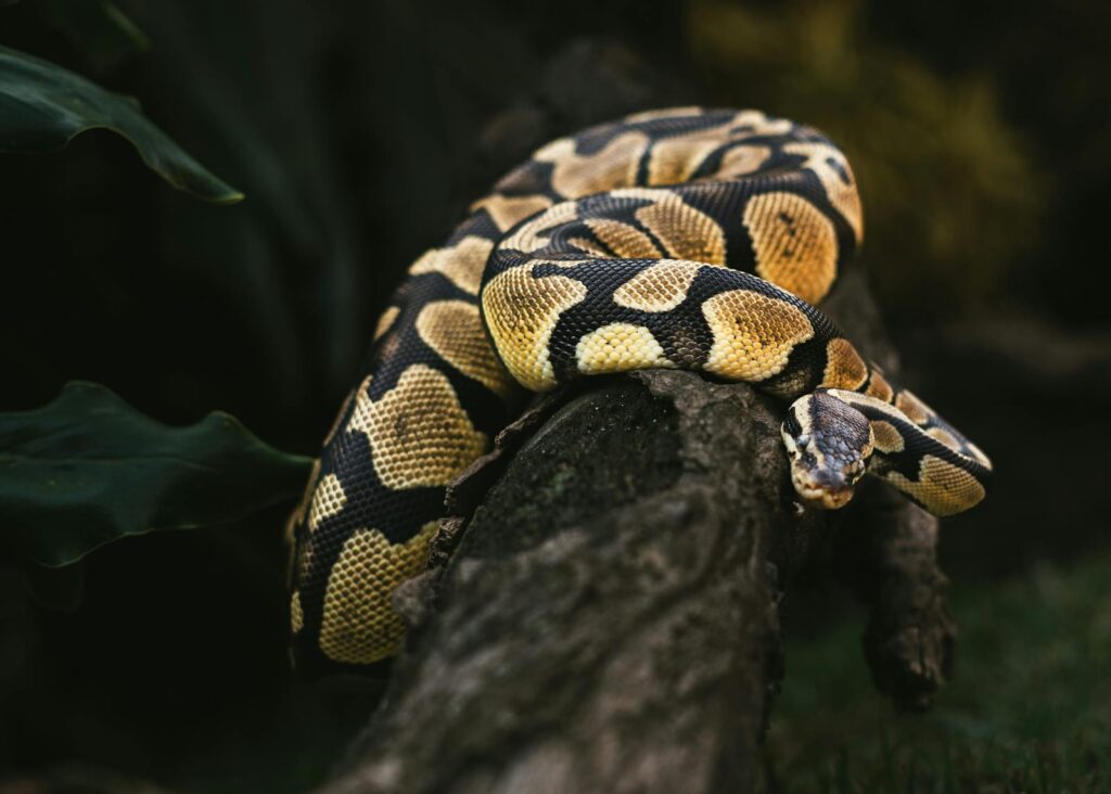 A ball python elegantly rests on a tree branch in a dark forest setting.