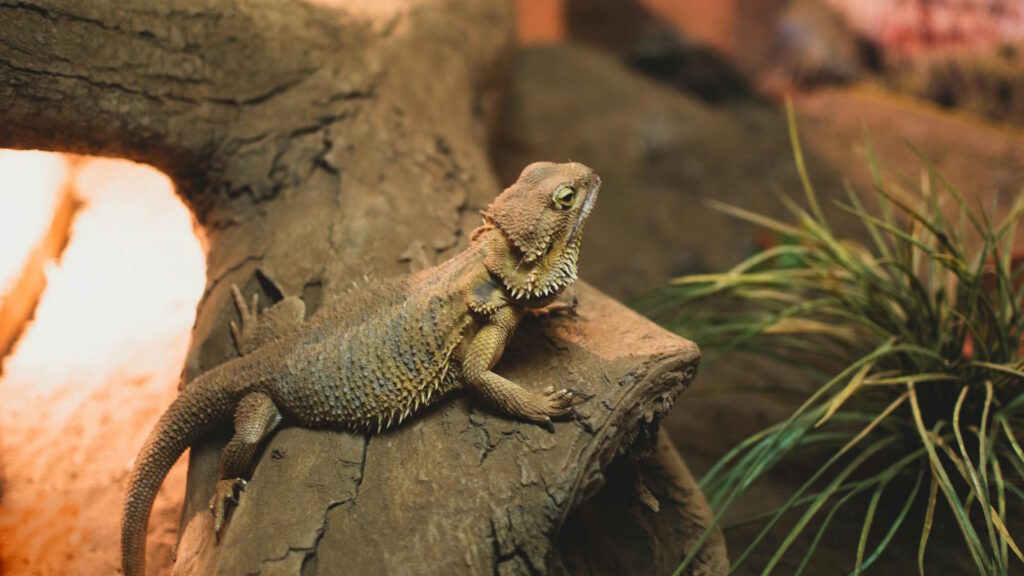 A bearded dragon resting on tree bark with a natural background.