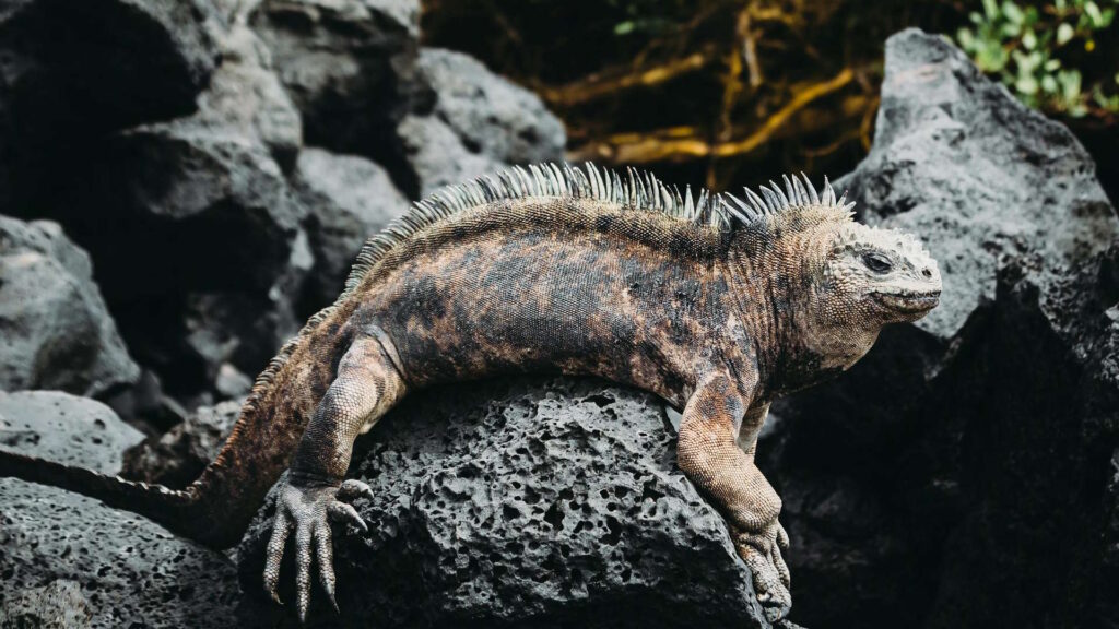 Capture of a Galápagos marine iguana resting on black lava rocks in its natural habitat.
