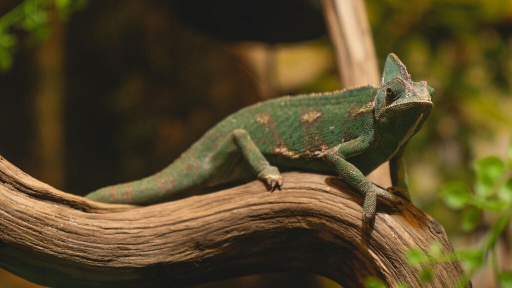 Close-up of a chameleon on a tree branch, showcasing its vibrant colors in a natural setting.