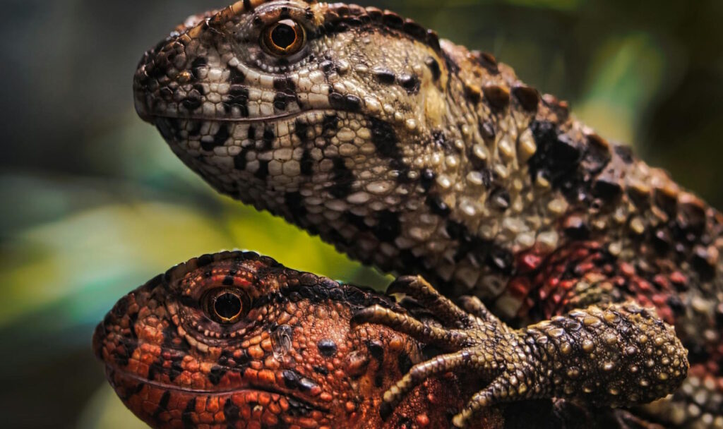 Close-up of two Chinese crocodile lizards in their natural habitat, showcasing vivid textures.
