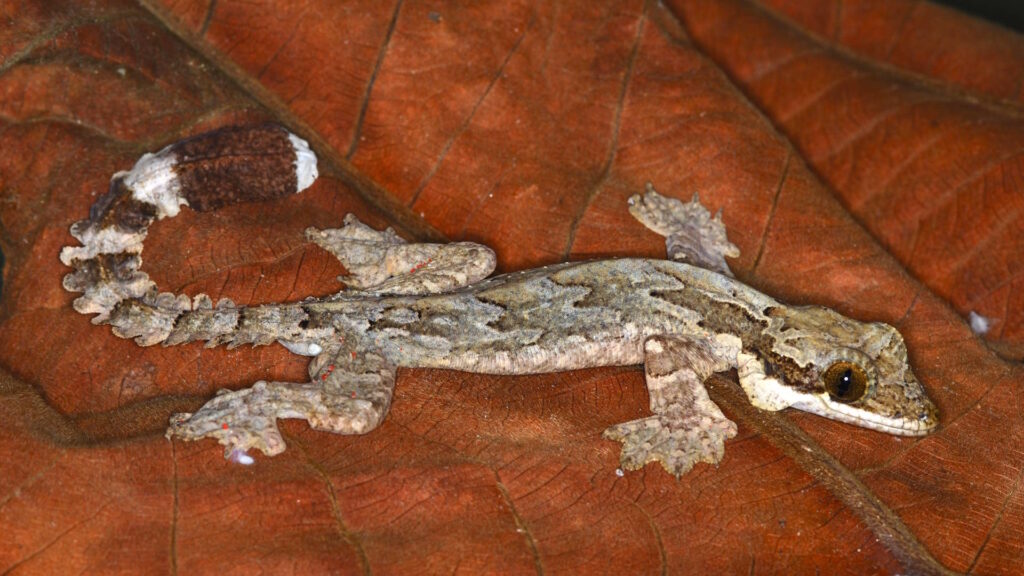 Close-up image of a flying gecko resting on a large brown dried leaf