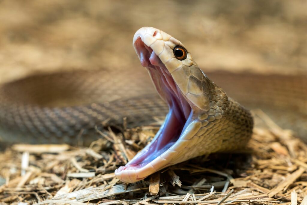Nature's fierce beauty a snake showcasing its impressive yawn.