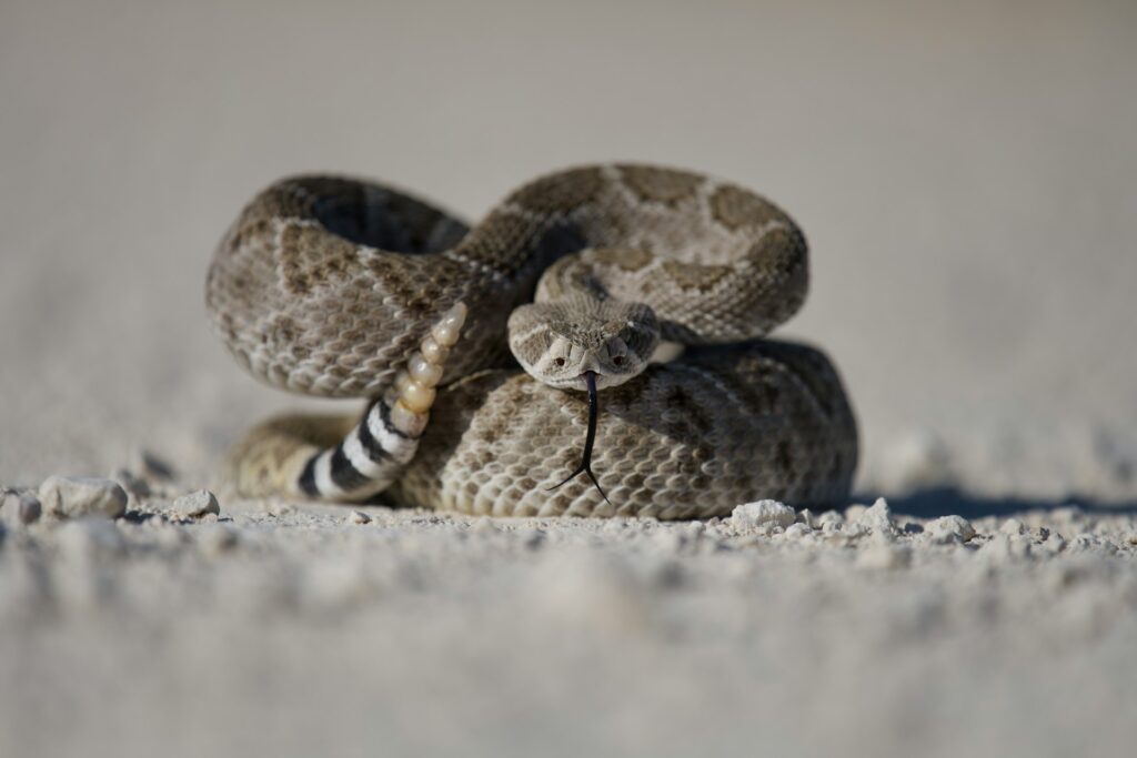 Master of camouflage a striking snake blends seamlessly into its sandy surroundings, showcasing nature's artistry.