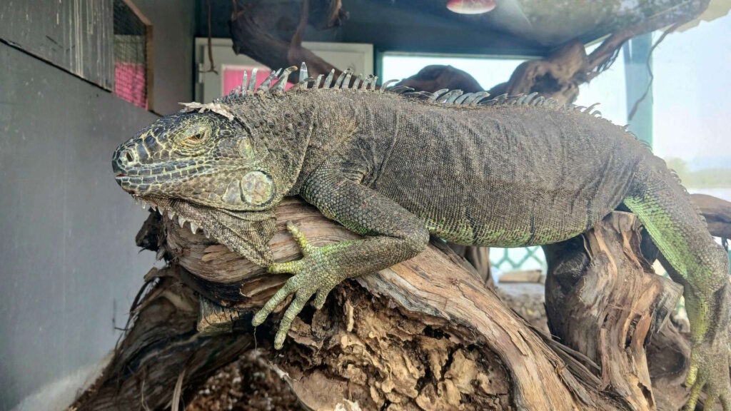 Close-up of a green iguana resting on a tree branch indoors, showcasing its textured skin and tranquil demeanor.