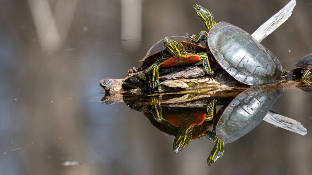 Two painted turtles basking on a log in still water, with their reflections clearly visible on the surface