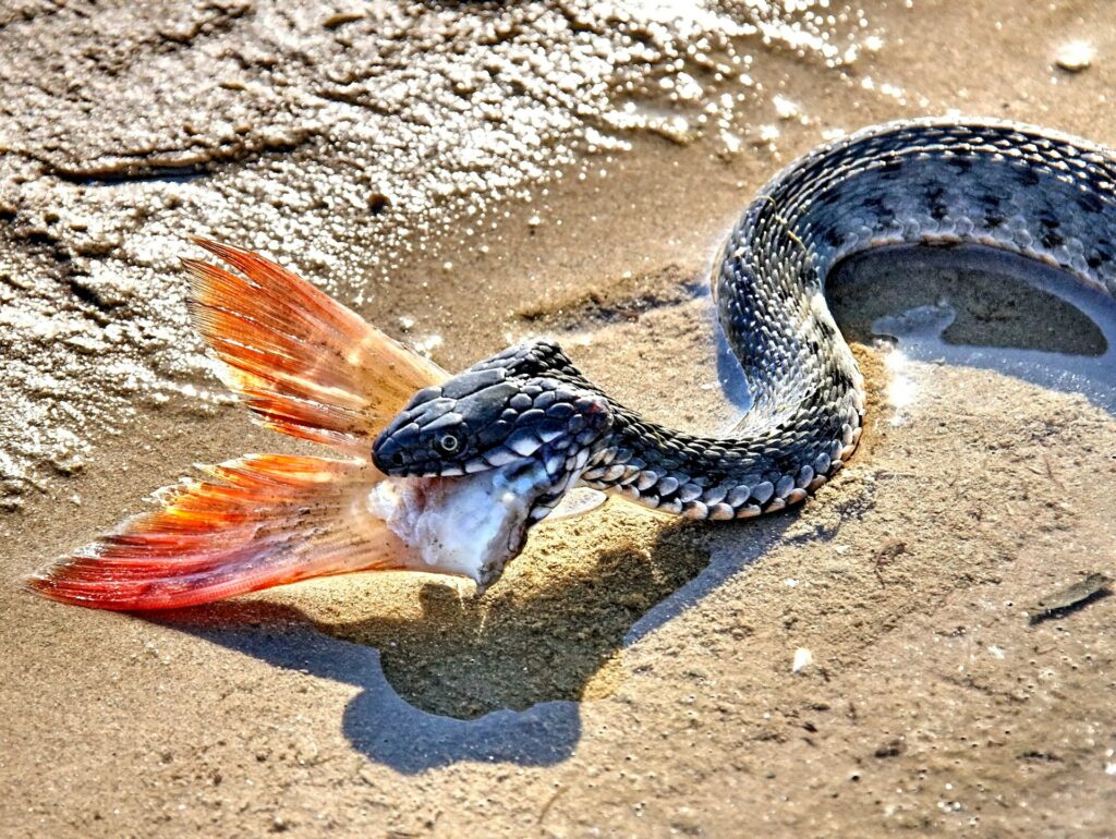 Nature's unique predator a snake showcasing its impressive catch along the shore.