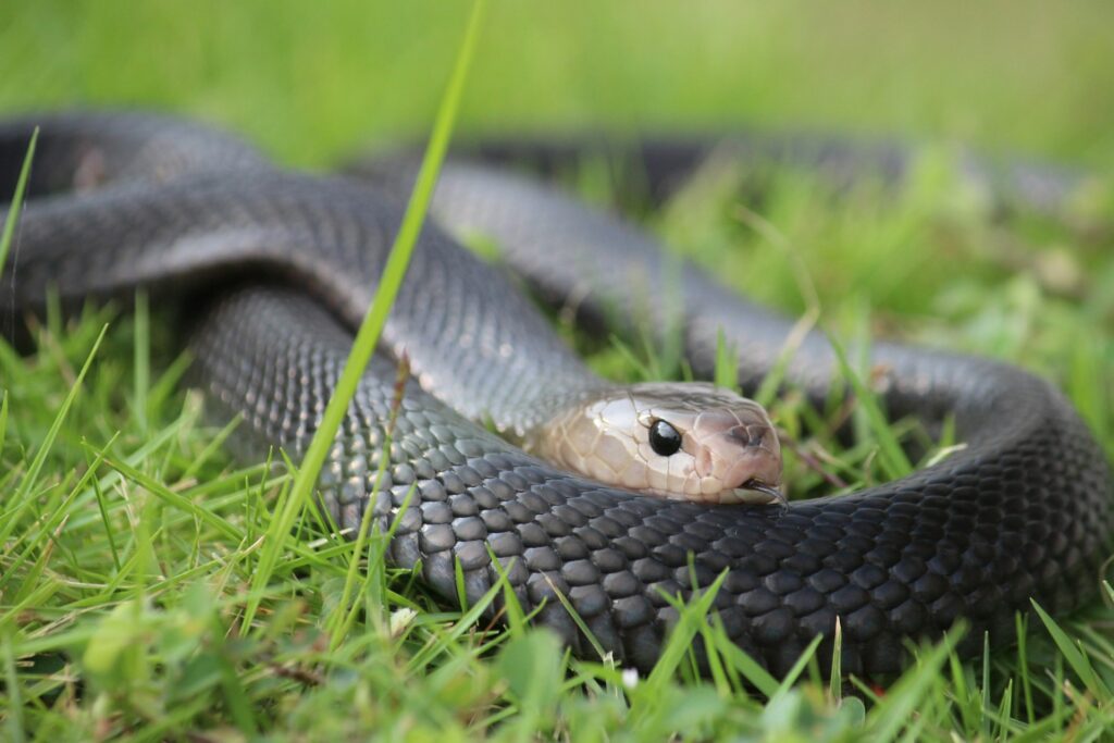 A striking black snake with a white head rests on lush green grass, blending nature's beauty with its unique appearance.
