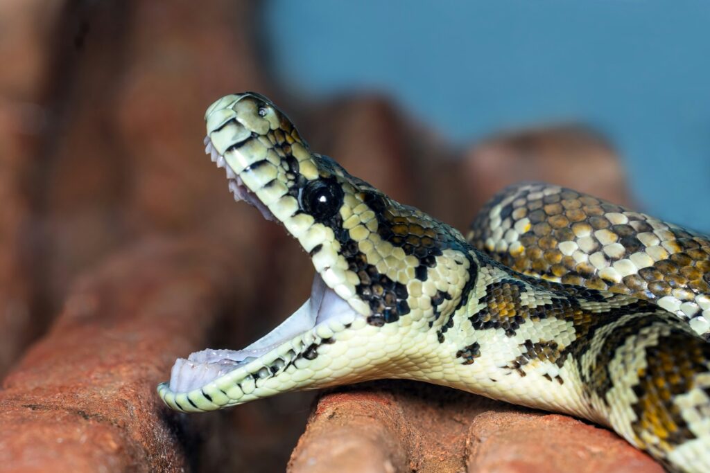 A majestic snake, mouth open in a fierce pose, highlighting its fangs and the raw power of the natural world.