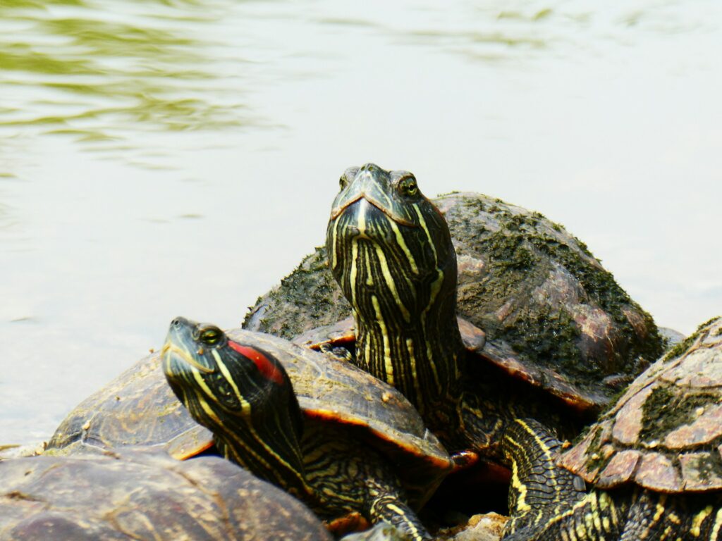 A trio of turtles lounging on the ground, displaying their unique patterns and colors in a serene environment.