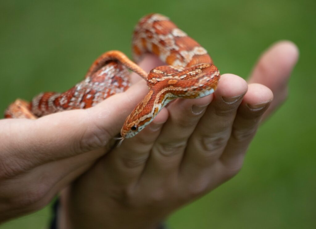 A person delicately supports a colorful snake, highlighting the beauty of wildlife in an intimate and captivating pose.