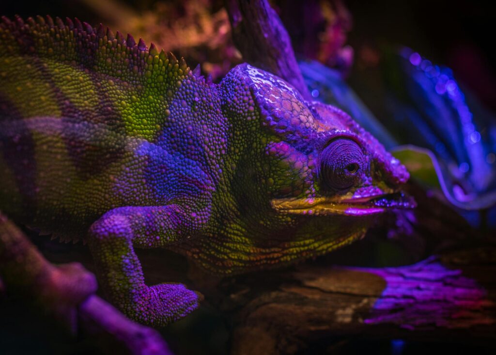 In a dimly lit room, a chameleon is bathed in purple and green lights, showcasing its vibrant and changing hues.