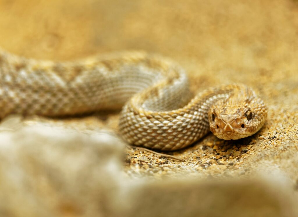 A poised snake reclines on the ground, embodying the beauty of nature with its smooth, shimmering scales.