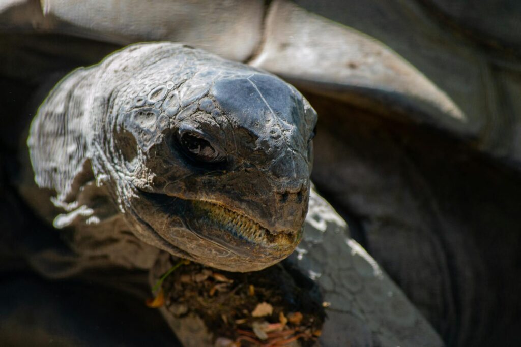 Detailed close-up of a giant tortoise head showcasing its unique texture. Ideal for wildlife enthusiasts.