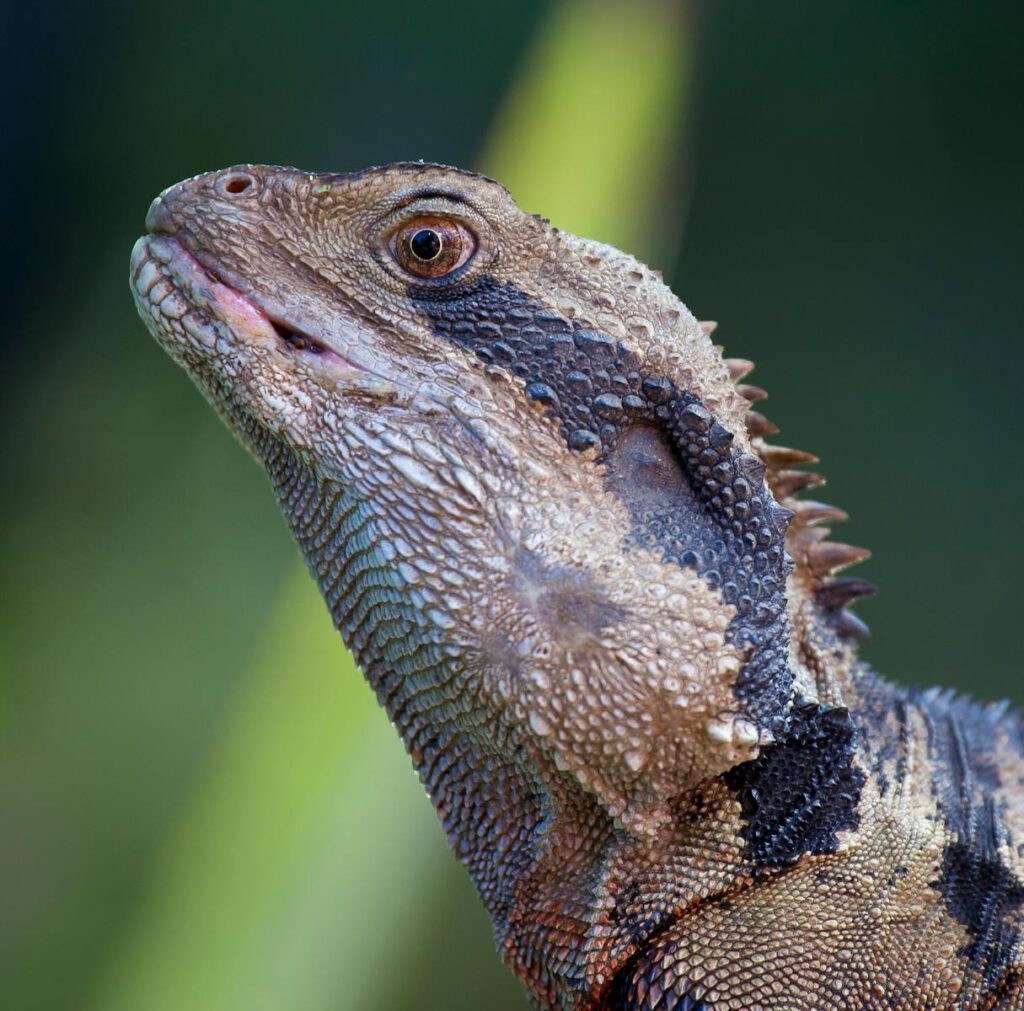 A detailed close-up of an Eastern Bearded Dragon lizard in natural habitat.