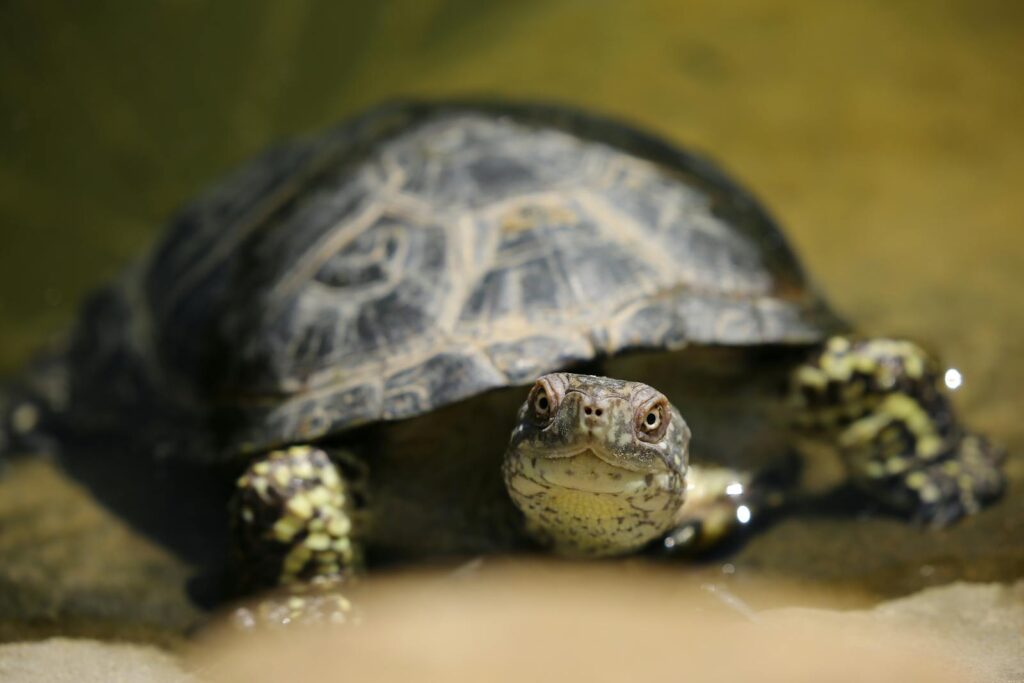 Detailed macro shot of a turtle in water, showcasing its distinctive shell and features.