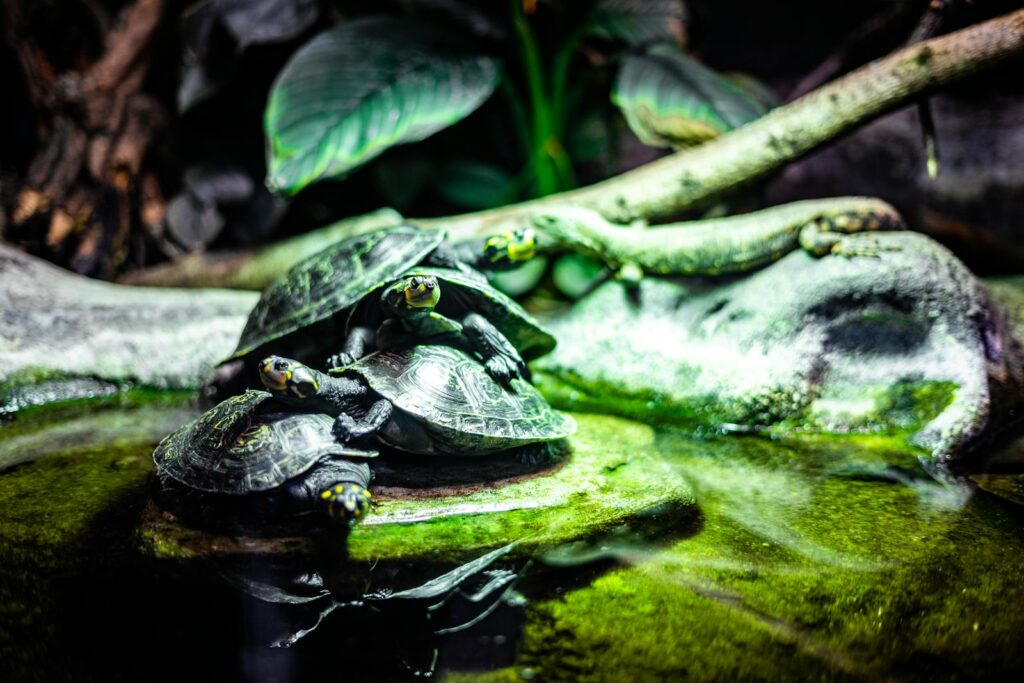 A group of turtles relaxing on a rock, surrounded by lush greenery in a serene indoor zoo setting.