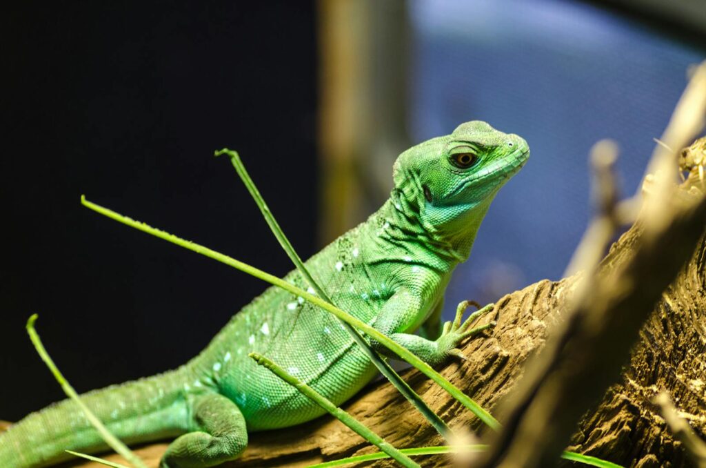 Vibrant green iguana resting on a branch, showcasing its detailed scales and vivid color.