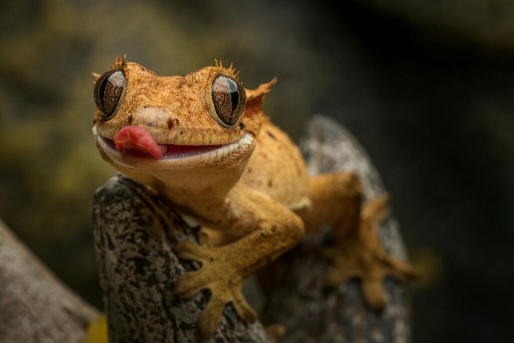 A detailed close-up of a crested gecko licking its eye against a blurred background.