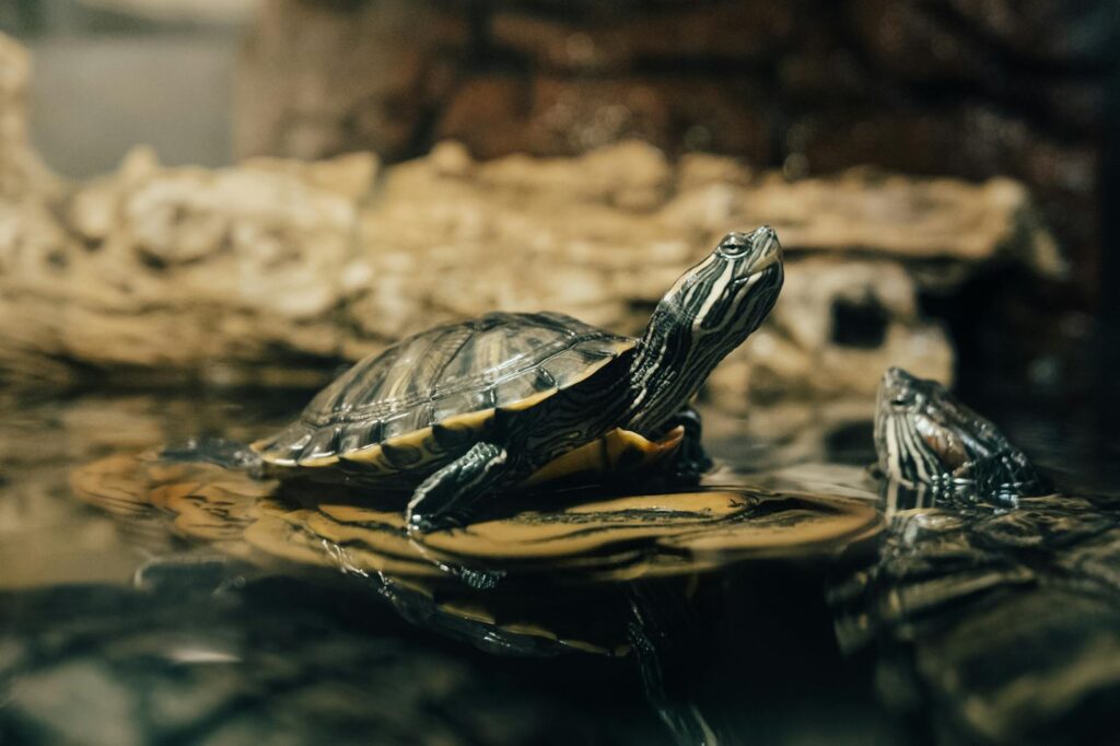 Detailed image of turtles swimming and basking on rocks in a serene water setting.