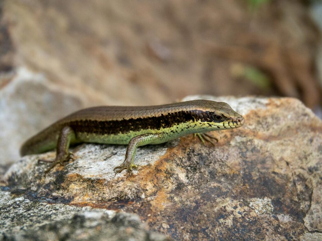 Close-up of a Eutropis longicaudata lizard resting on a rock outdoors.