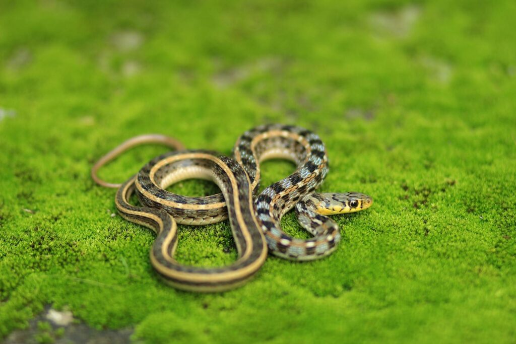 A detailed close-up of a garter snake on vibrant green moss, showcasing its intricate patterns.