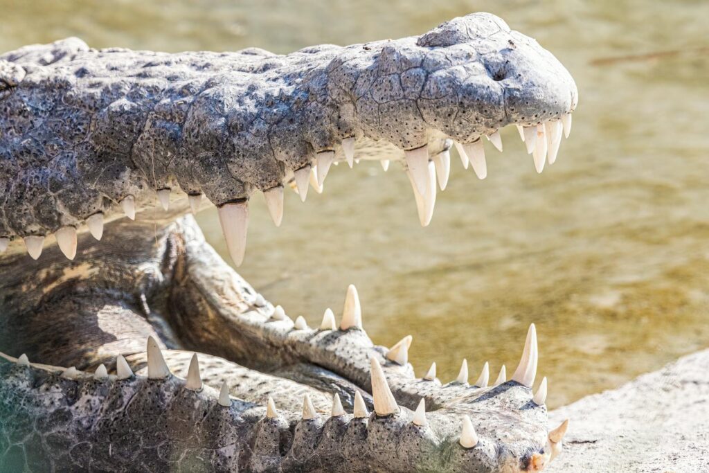 Dramatic image of a crocodile displaying its powerful jaw and sharp teeth in the wild.