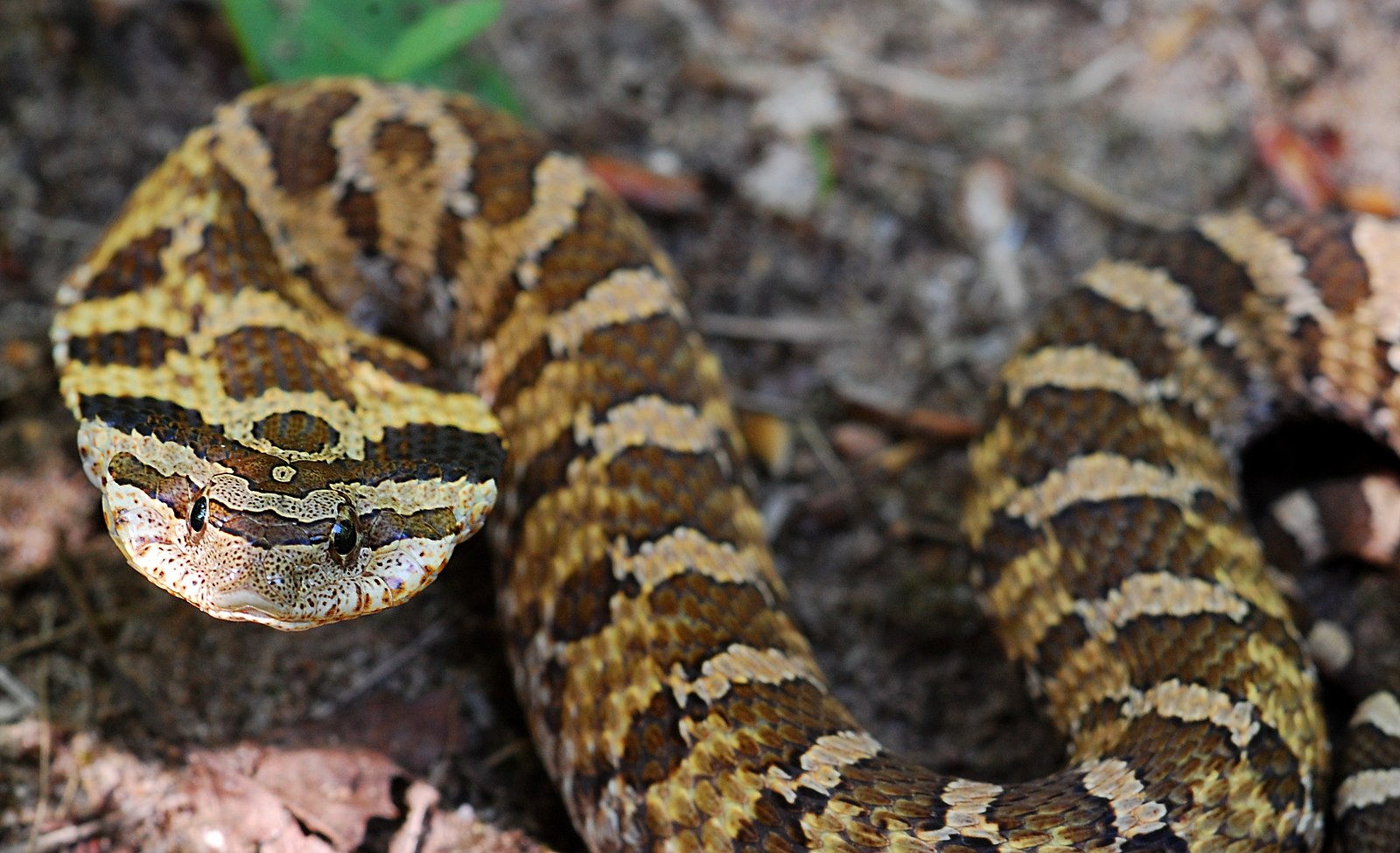 The Venomous Snake That Plays Dead to Fool Predators