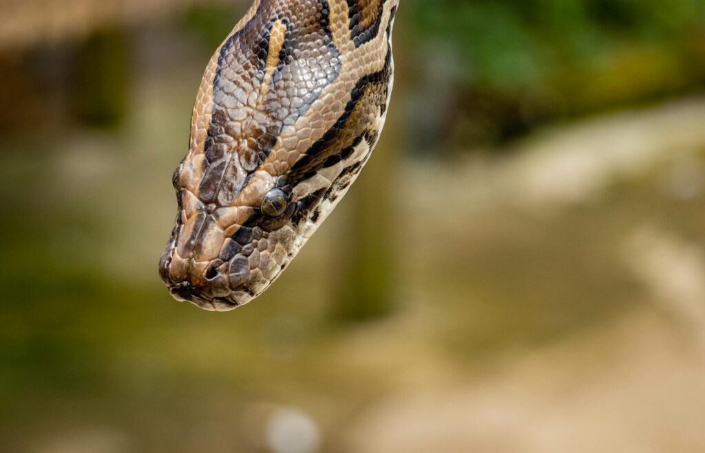 A macro shot highlighting the intricate scales and patterns of a python snake.