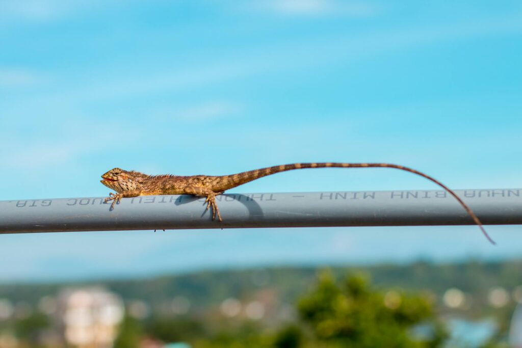 A lizard balances on a pipe against a clear blue sky background in a natural setting.