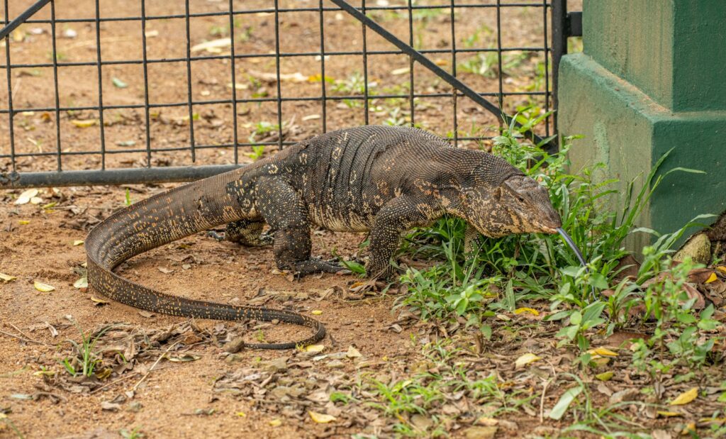 Komodo dragon in a zoo enclosure, showcasing natural behavior and habitat.