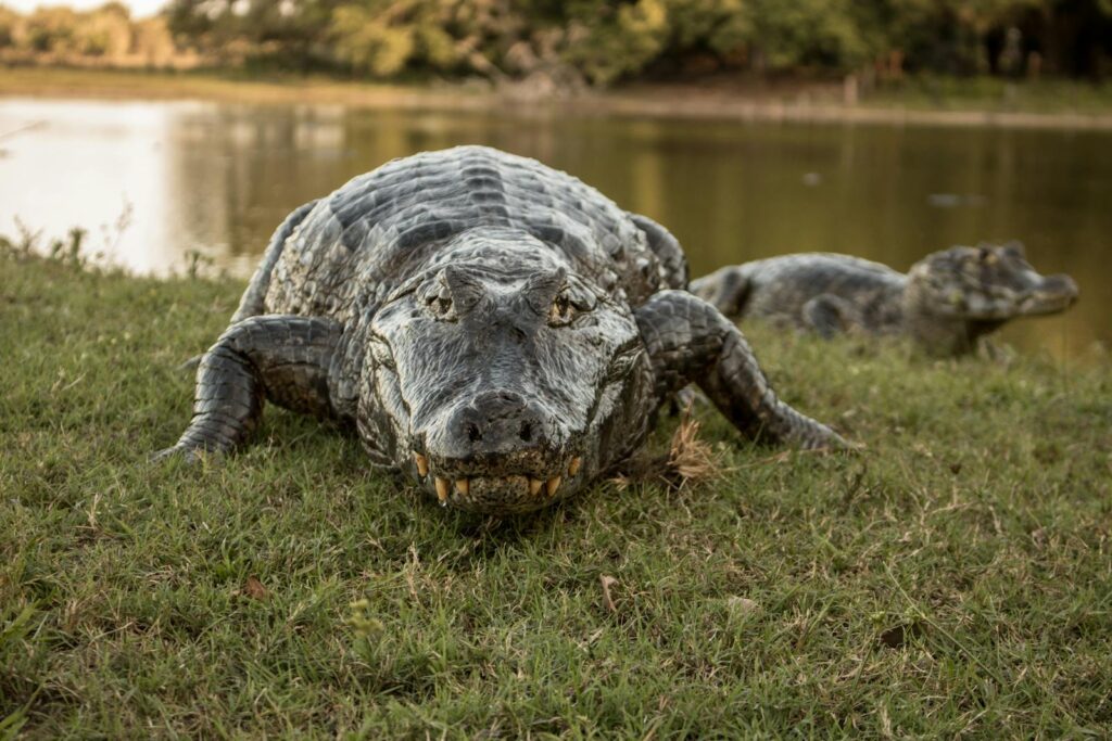 A detailed close-up of a wild alligator resting by the riverbank in its natural environment.