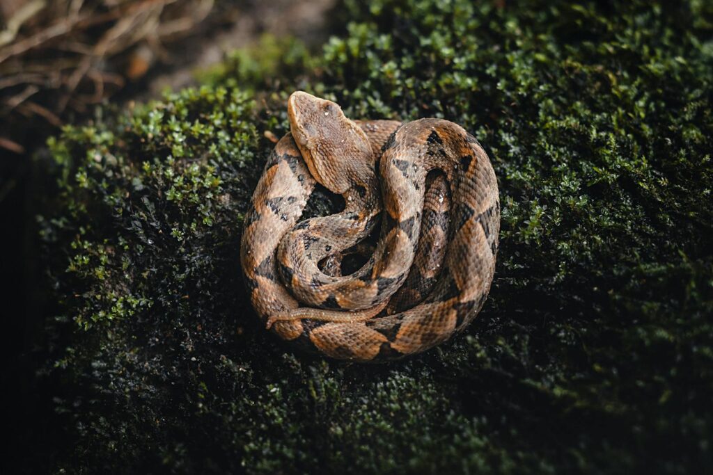 Close-up of a Bothrops Brazili snake coiled on moss, showcasing intricate patterns and natural habitat.