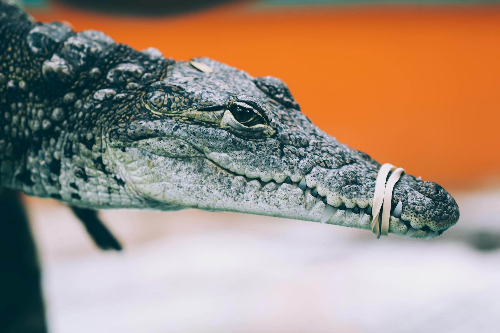A detailed close-up of an alligator's face with its mouth secured, highlighting its textured skin and eyes.