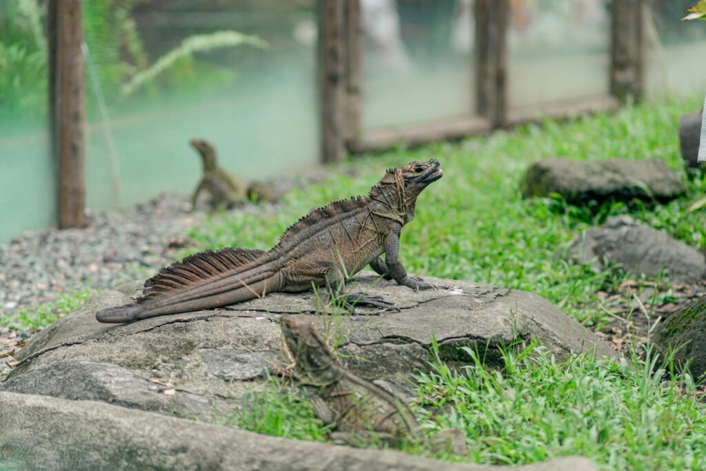Sailfin dragon basking on a rock in a zoo enclosure, showcasing vibrant scales.