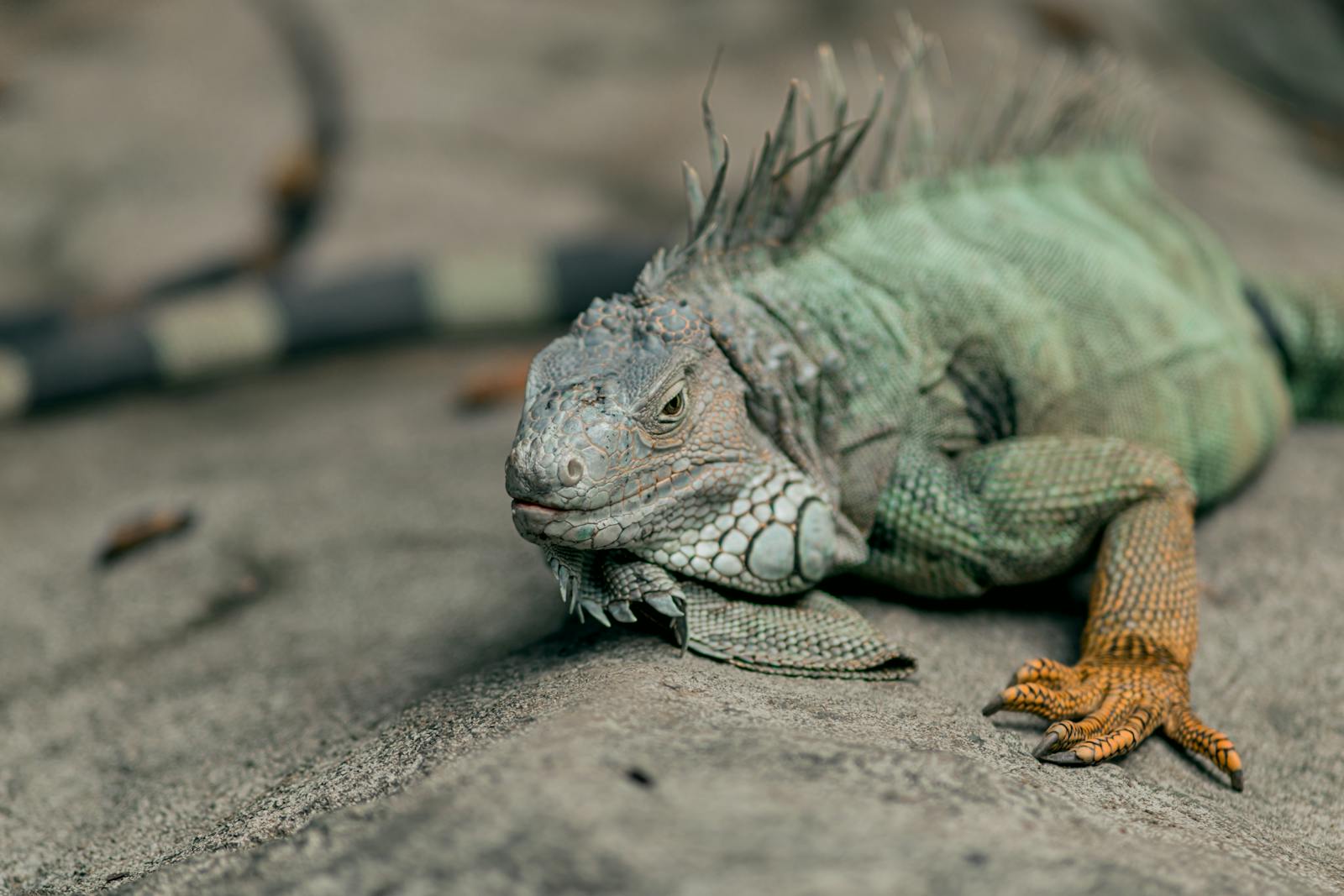 How to Breed Lizards in Captivity – Expert Tips