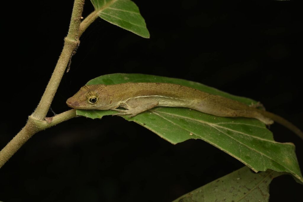 Close-up of a tropical gecko resting on a leaf, showcasing wildlife beauty.
