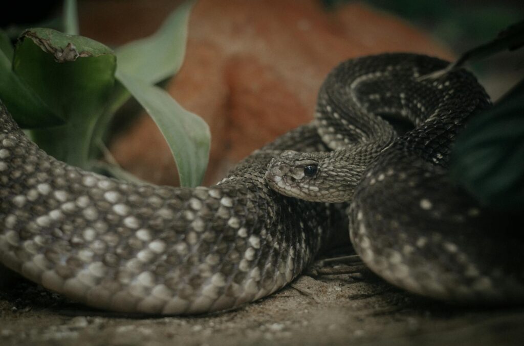 Detailed close-up of a rattlesnake coiled among plants, showcasing its scales and alertness.