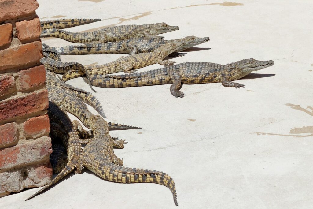 Crocodiles resting on sunlit pavement at a zoo in South Africa.