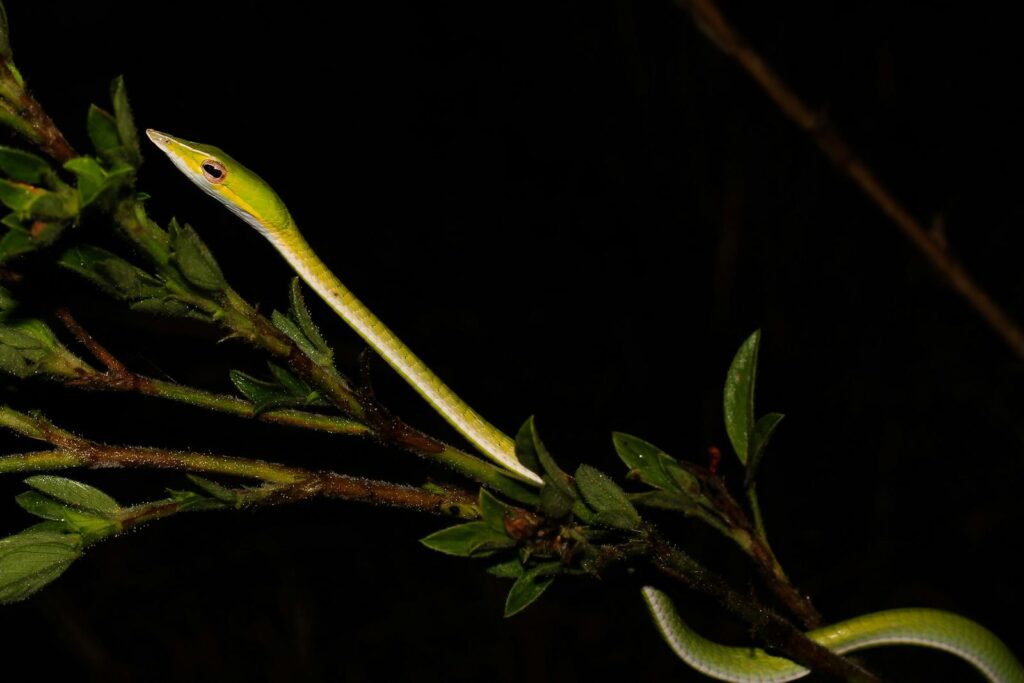 A green vine snake gracefully slithers along a branch against a dark backdrop, showcasing nature's elegance.
