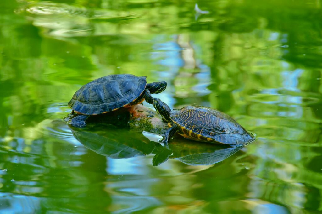 Two Yellow-Bellied Slider turtles bask in a serene pond surrounded by lush greenery.