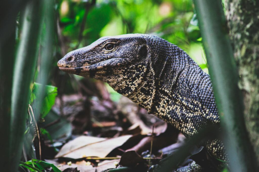 Detailed shot of a monitor lizard viewed through green jungle foliage.