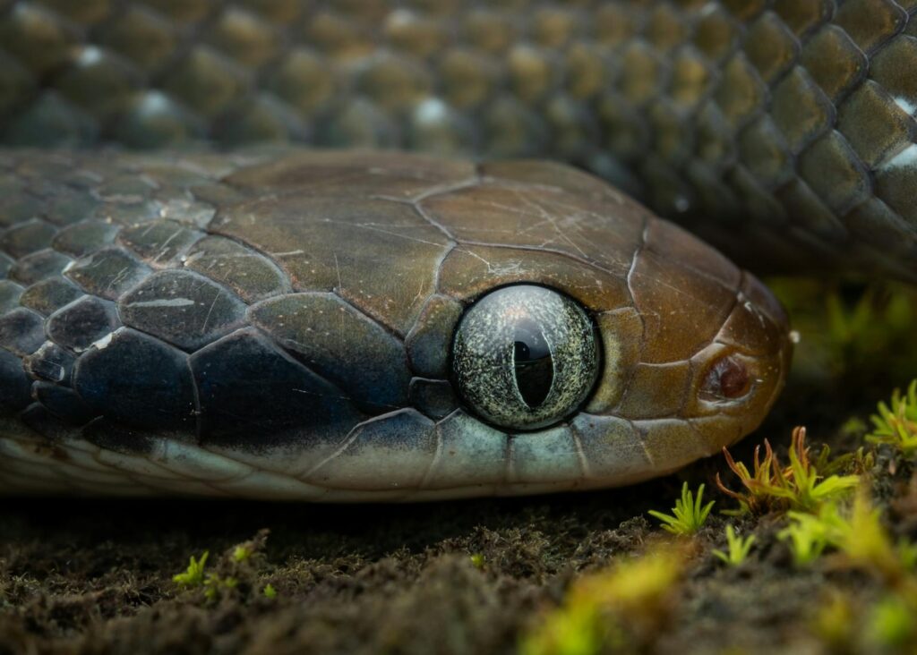 Detailed close-up of a snake's eye and scales in a natural setting in Nigeria.