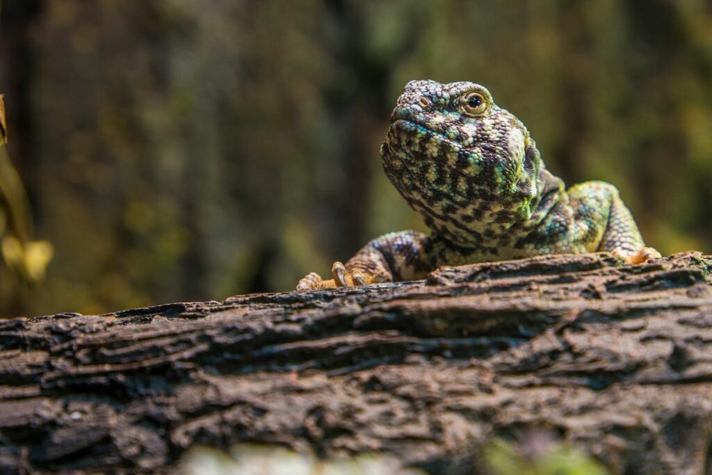 A detailed close-up of a lizard resting on a tree log in its natural habitat, showcasing scales and texture.