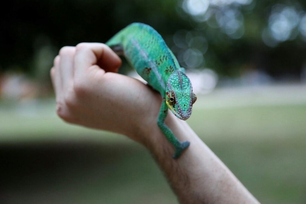 A vibrant green chameleon perched on a person's arm in an outdoor setting.