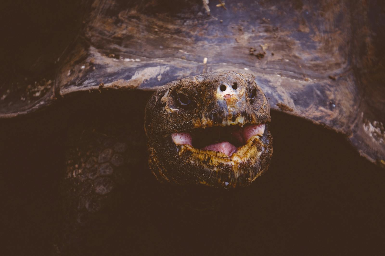 Detailed close-up of a giant tortoise showcasing its textured shell and expressive face in natural lighting.