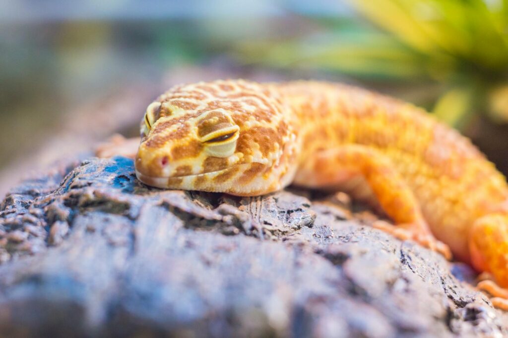 Close-up of a vibrant leopard gecko resting on a textured rock in a natural setting.