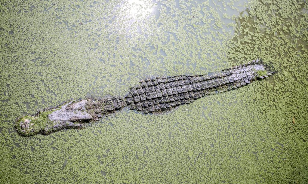 A crocodile camouflaged in green algae-covered waters in Thailand, seen from above.